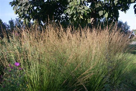 Molinia caerulea subsp. caerulea 'Moorhexe' – Ballyrobert Gardens