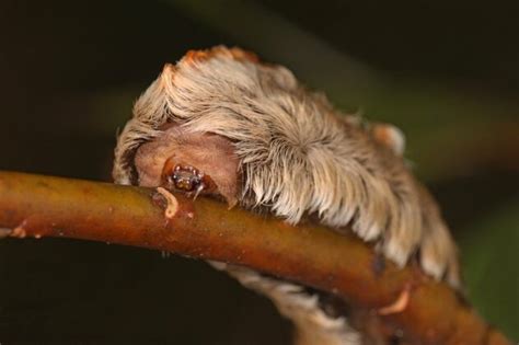 Asp Caterpillar - Diet, facts, chars, habitat, life span