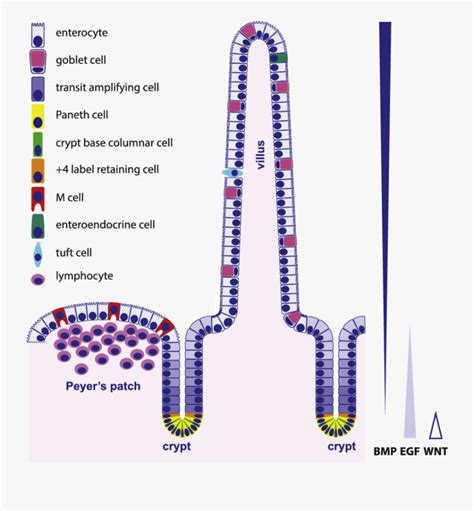 Clipart Library Download Organization And Types Of - Intestinal Epithelium Cell Types , Free ...