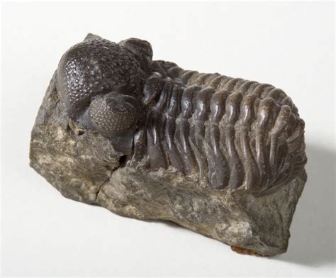 Trilobite Eyes Have Lenses Made Of Calcite | Beaty Biodiversity Museum