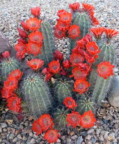 Orange cactus flowers #Cactusflower | Red cactus, Desert flowers, Cacti and succulents