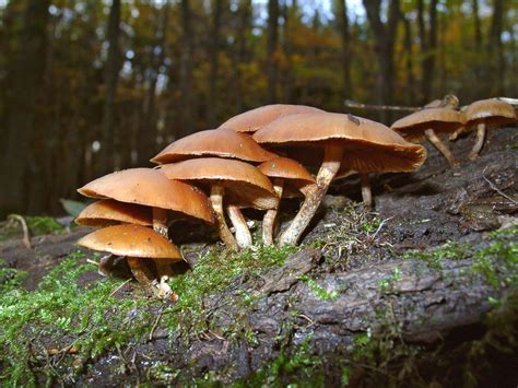 Most Poisonous Mushrooms: Deadly Fungi You Don't Want To, 54% OFF