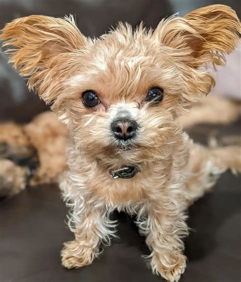 The 7 Best Yorkie Poo Breeders in Pennsylvania!