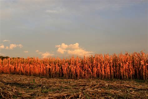 Corn Harvest Mostly Complete - The Farm