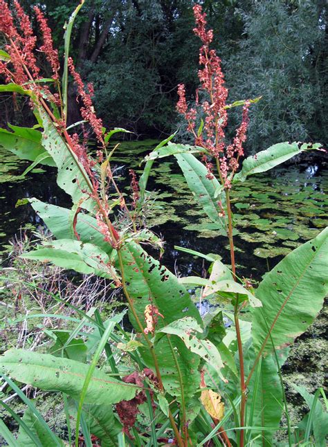 Teachitprimary gallery Water Dock (Rumex hydrolapathum):