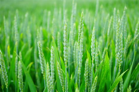 6,000+ Free Wheat & Agriculture Images - Pixabay