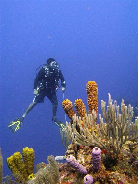 Diving on the Barrier Reef in Belize! | Belize barrier reef, Fish pet, Belize