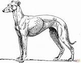 Greyhound coloring Page  Free Printable Coloring Pages sketch template