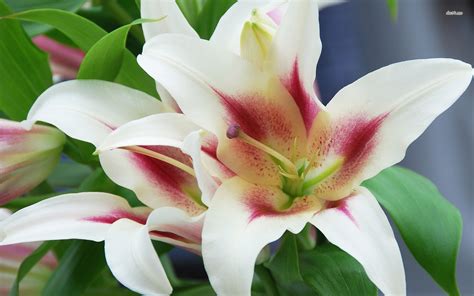 White Lilies Wallpaper - WallpaperSafari