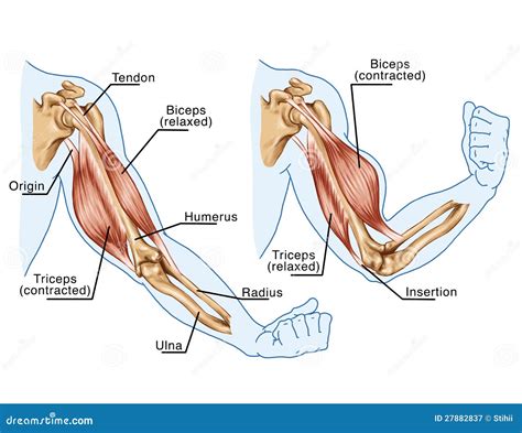 Biceps And Triceps Muscles