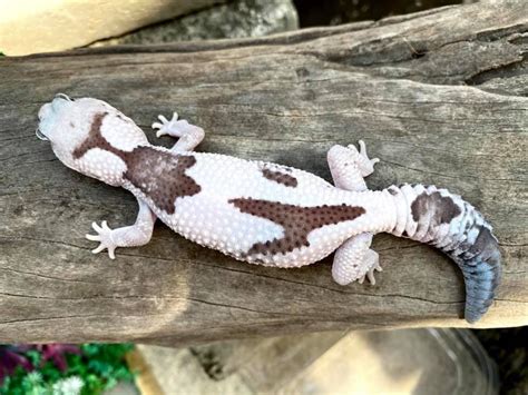 26 African Fat-Tailed Gecko Morphs & Colors (with Pictures)