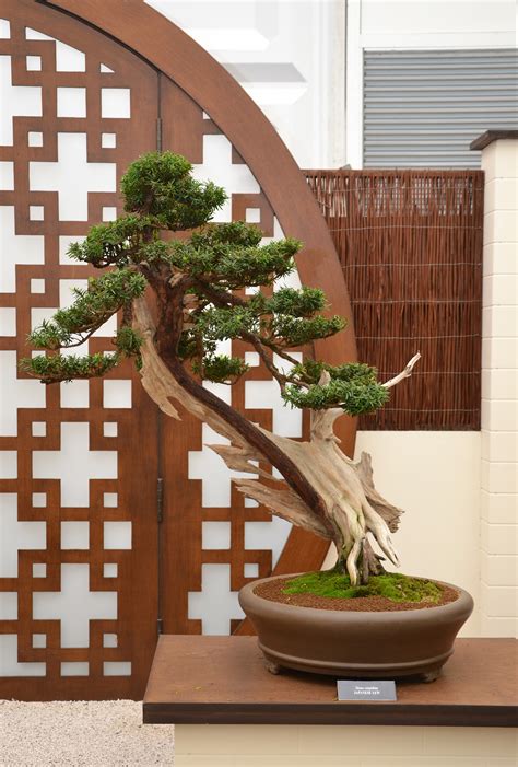 Free photo: Japanese yew bonsai - Aesthetics, Pot, Miniature - Free ...