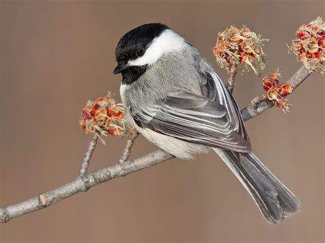 Black-capped Chickadee - NestWatch