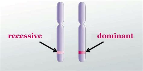 Allele Definition - JavaTpoint