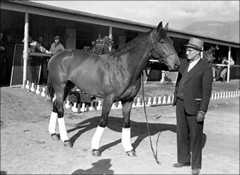 Seabiscuit | Beautiful horse pictures, Horses, Thoroughbred racehorse