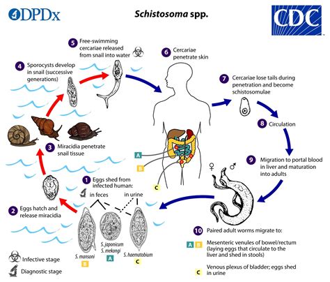 CDC - DPDx - Schistosomiasis Infection