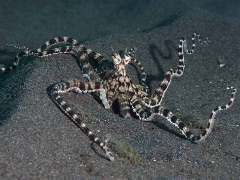 7 Fun Facts About The Majestic Mimic Octopus! - OctoNation - The Largest Octopus Fan Club!