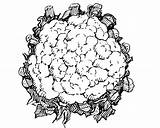 Free Printable Cauliflower Coloring Page  sketch template