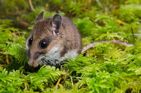 Peromyscus maniculatus-3 | Old growth forest, Linn County, O… | Flickr