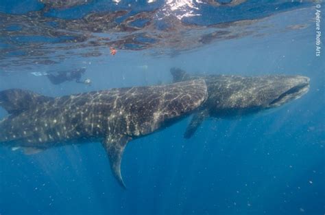 Isla Mujeres and Cenotes, Mexico Whale Sharks - Steve Eilenberg and ...