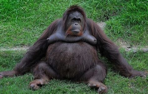 Create meme "the orangutan is funny, fat orangutan, female orangutan" - Pictures - Meme-arsenal.com