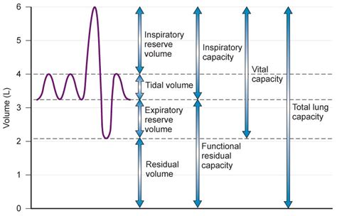 Normal Vital Lung Capacity Chart | My XXX Hot Girl