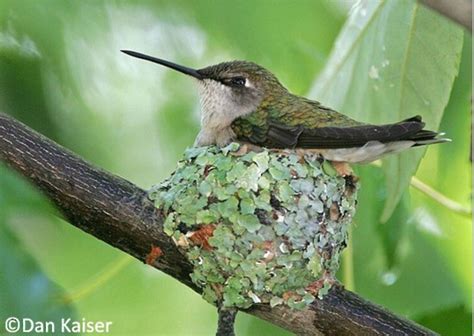 Female Ruby-throated Hummingbird on her nest. | Ruby throated hummingbird, Bird photo, Hummingbird