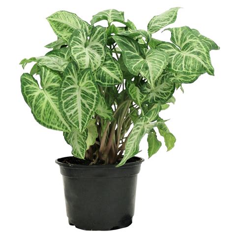 Home Depot Indoor Plants - Plant Ideas