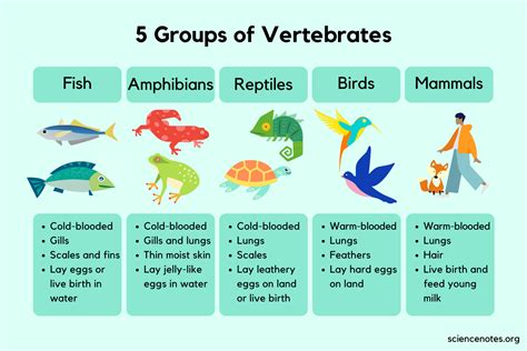 5 Groups of Vertebrates - Characteristics and Examples