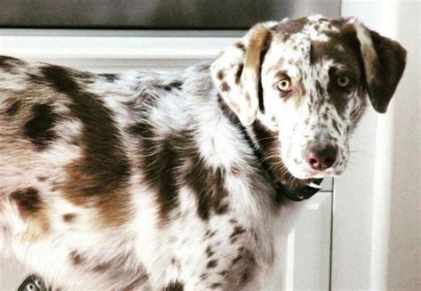 The Australian Shepherd Lab Mix (Some Surprising Facts)