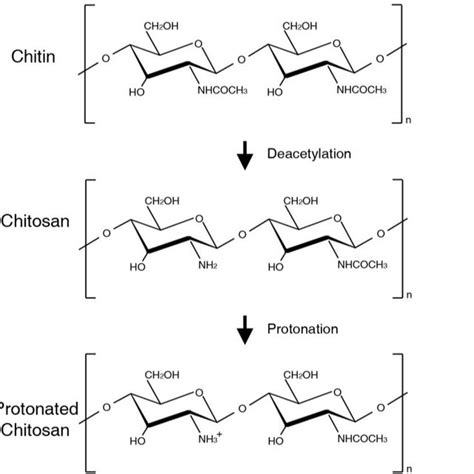 Molecular structures of chitin, chitosan, and protonated chitosan polymer. | Download Scientific ...