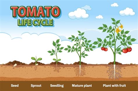 Premium Vector | Life cycle of tomato plant diagram