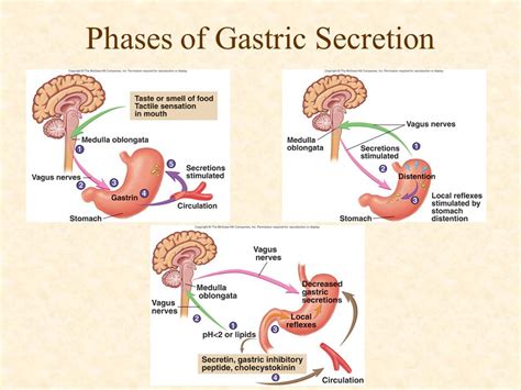 Chapter 24 Digestive System. - ppt video online download