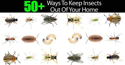 50+ Ways To Keep Insects Out Of Your Home #bestpestcontrolproductforhome ...