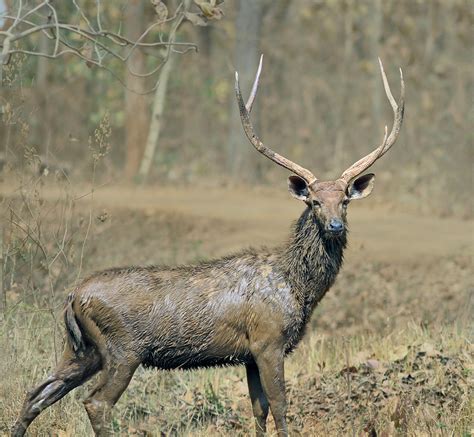 Sambar Deer - male | Nagzira NP, India It was great to see a… | Flickr