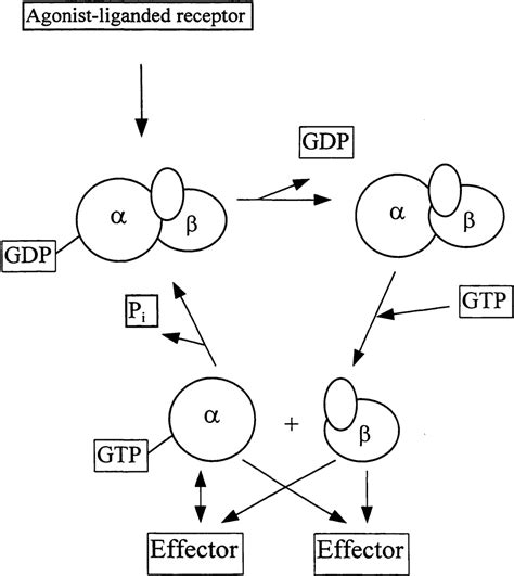 Figure 1.1 from The activation of guanine nucleotide binding proteins ...