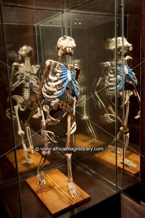 Lucy Australopithecus Afarensis Picture Of National Museum Of | Hot Sex ...