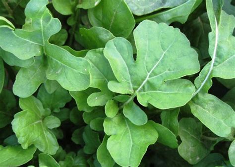 Arugula Seeds, Organic Arugula Seeds - Etsy