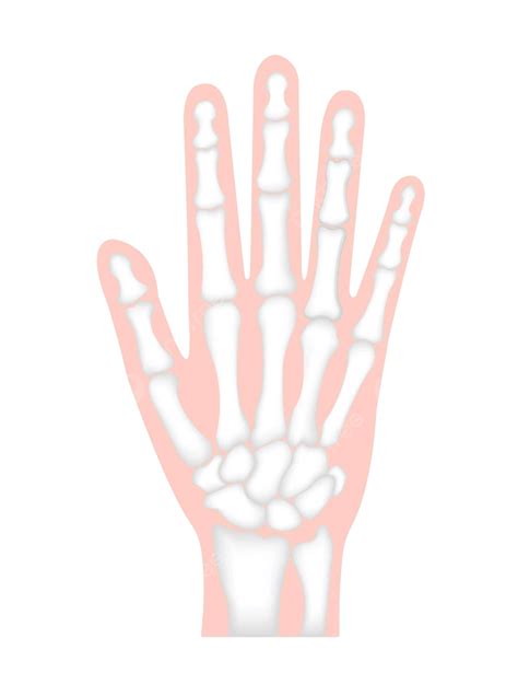 Hand Bone Flat Vector Illustration Human Anatomy Wrist Healthcare Human ...