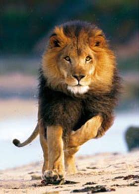 Encyclopedia: Lion Running