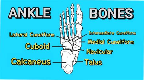 Tarsals Anatomy