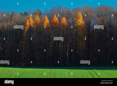 Beautiful Fall Colors of Black Forest, Switzerland Stock Photo - Alamy