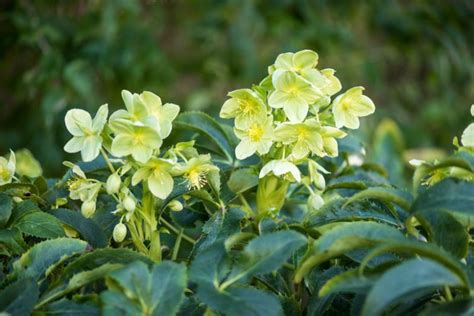 Helleborus argutifolius (Corsican Hellebore)