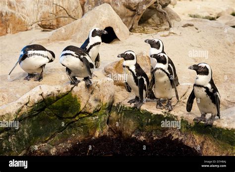 African penguins, Two Oceans Aquarium, Victoria & Alfred Waterfront, Cape Town, South Africa ...