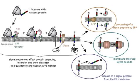 Signal Peptide Database