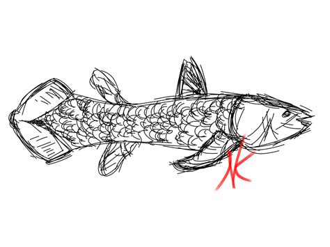 Daily Sketch - 12-29-15 - Coelacanth by Nekroskoma on DeviantArt