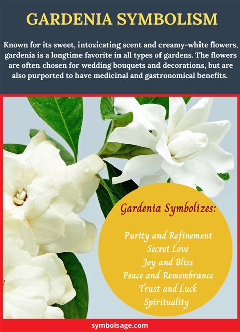 Gardenia – Symbolism and Meaning - Symbol Sage