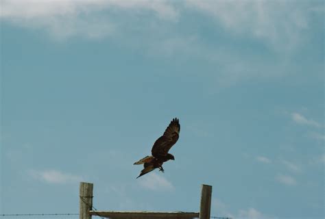 Hawk in flight Free Photo Download | FreeImages