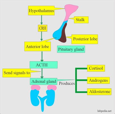 Adrenal Gland Hormones Interpretation, (Cortisol and Aldosterone) - Labpedia.net