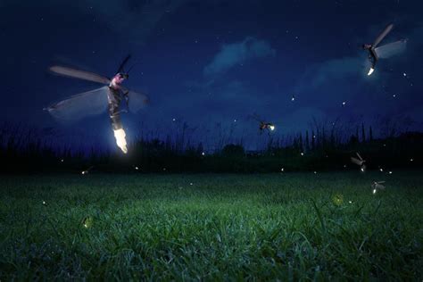 How Fireflies Glow – and What Signals They’re Sending